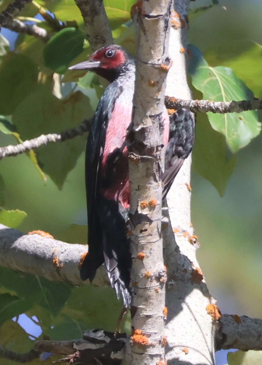 Lewis's Woodpecker - ML642063561
