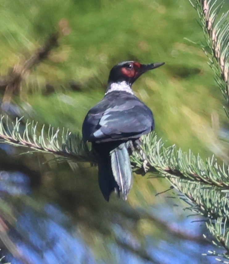 Lewis's Woodpecker - ML642063564