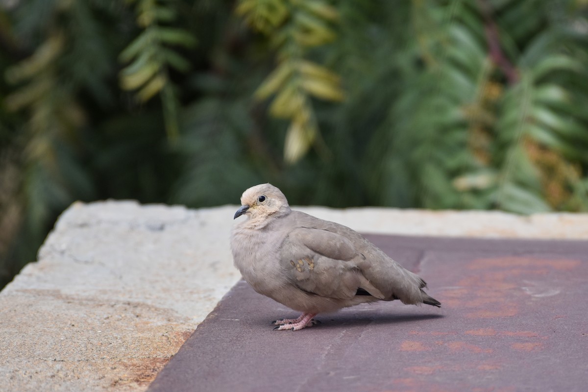 Golden-spotted Ground Dove - ML642063590