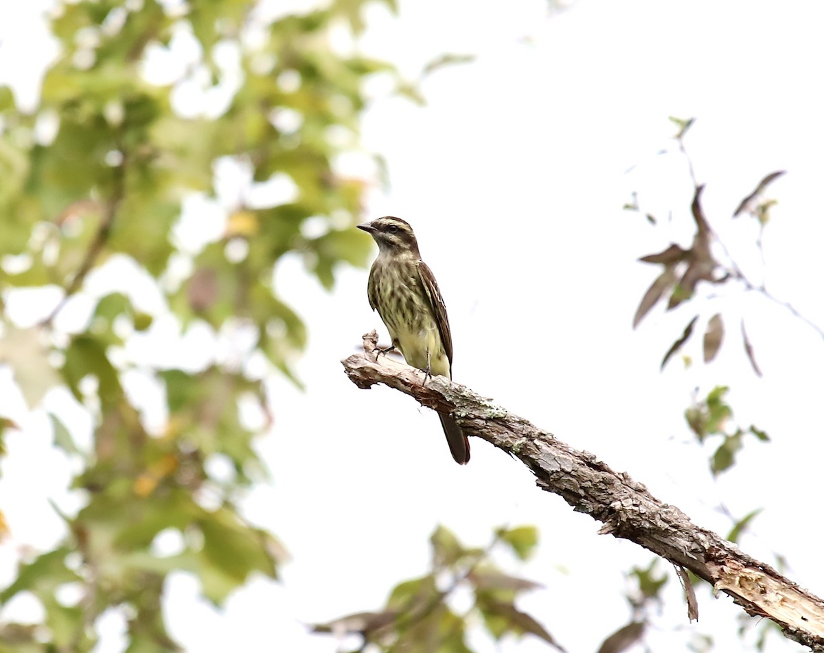 Variegated Flycatcher - ML642063601