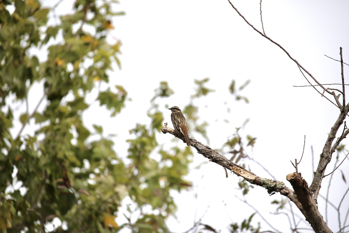Variegated Flycatcher - ML642063602