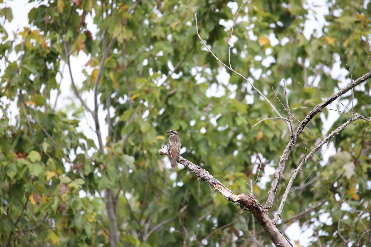 Variegated Flycatcher - ML642063603