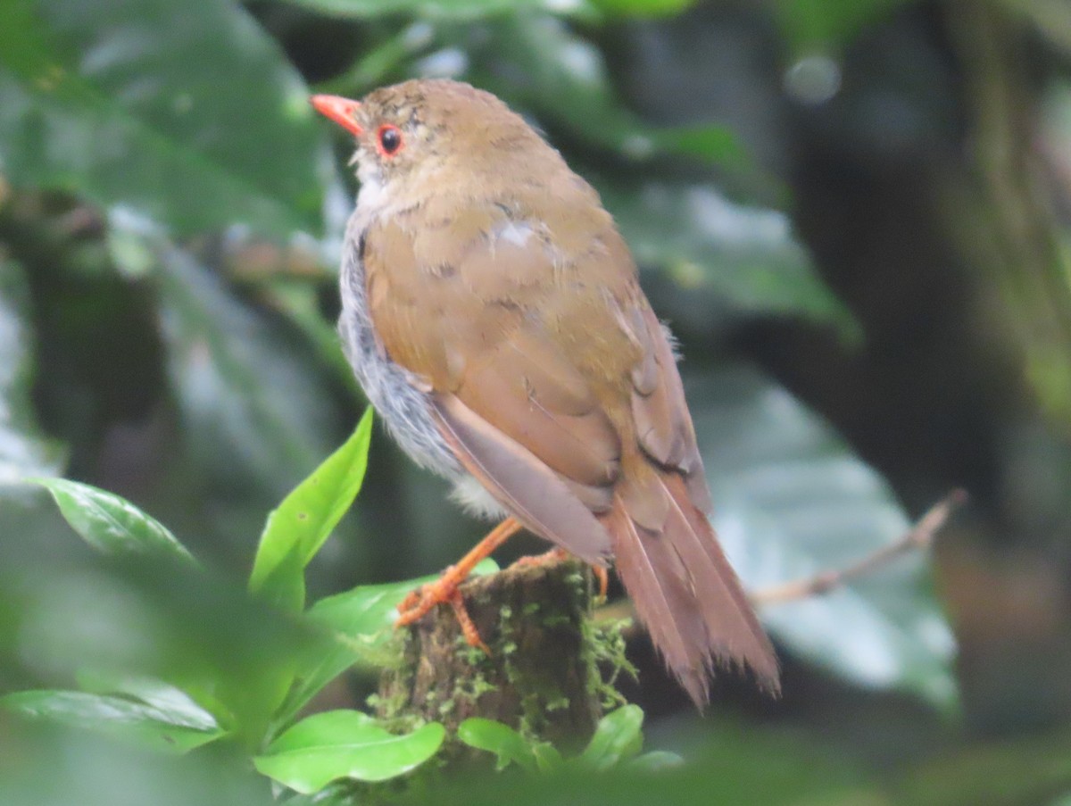 Orange-billed Nightingale-Thrush - ML642063604