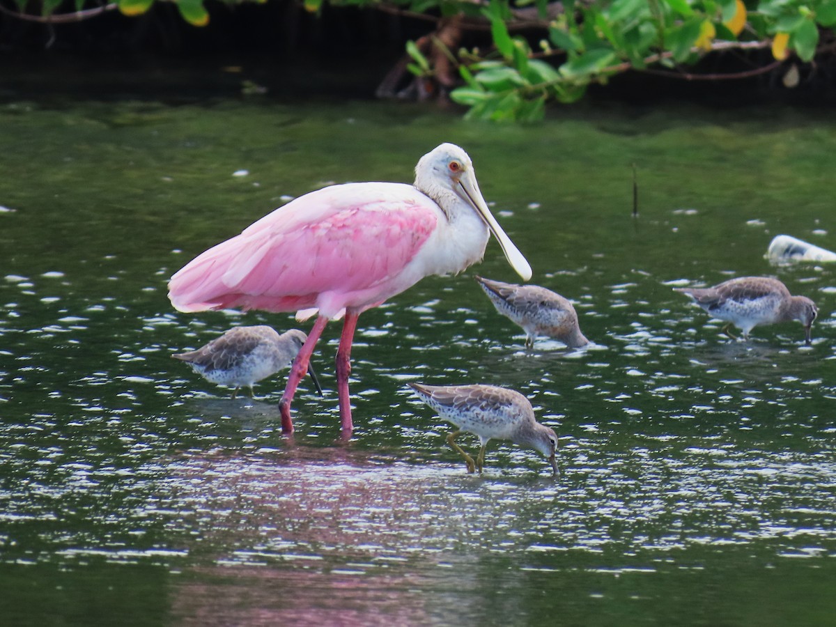 Roseate Spoonbill - ML642063626