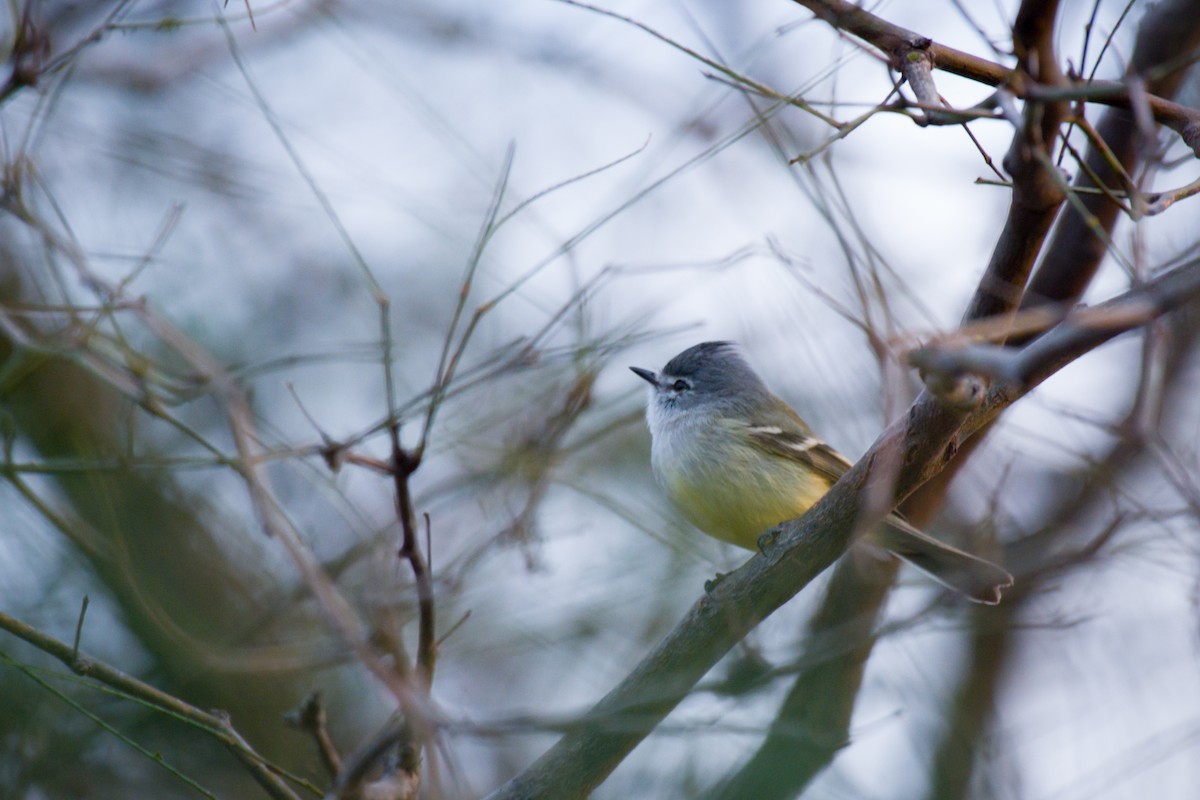 Straneck's Tyrannulet - ML642063632