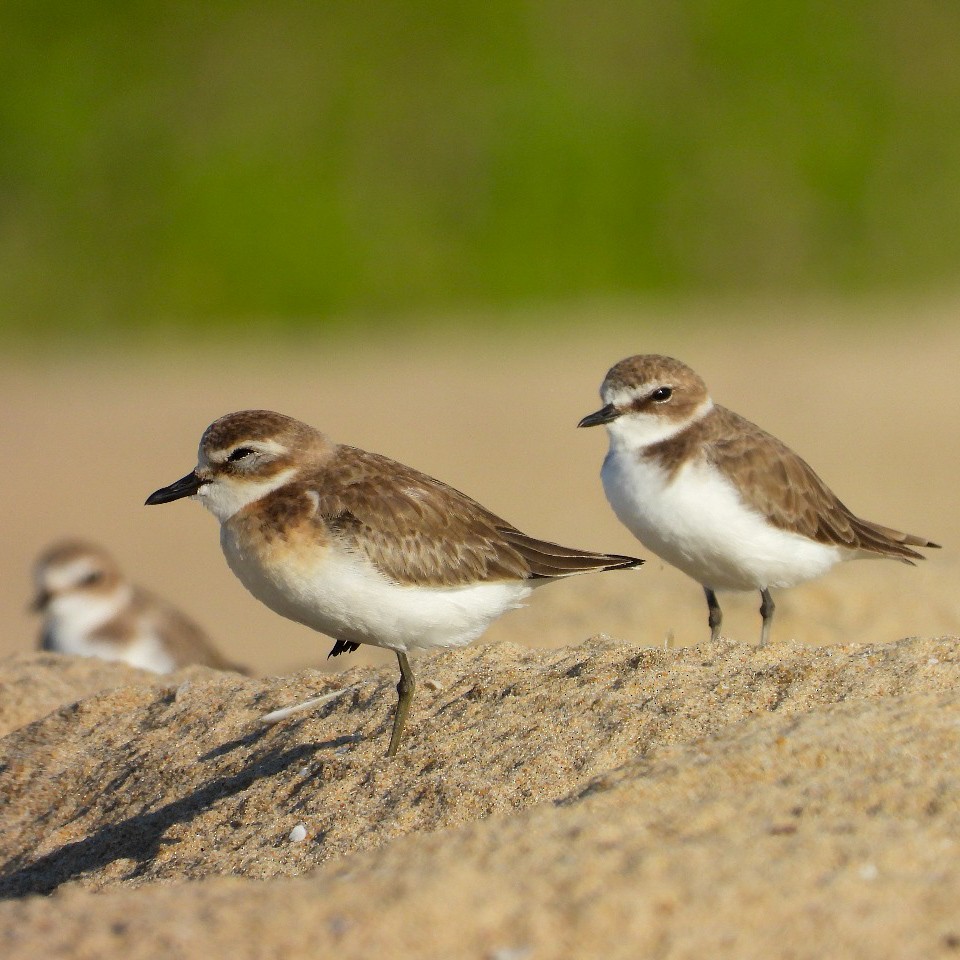 Tibetan Sand-Plover - ML642063644