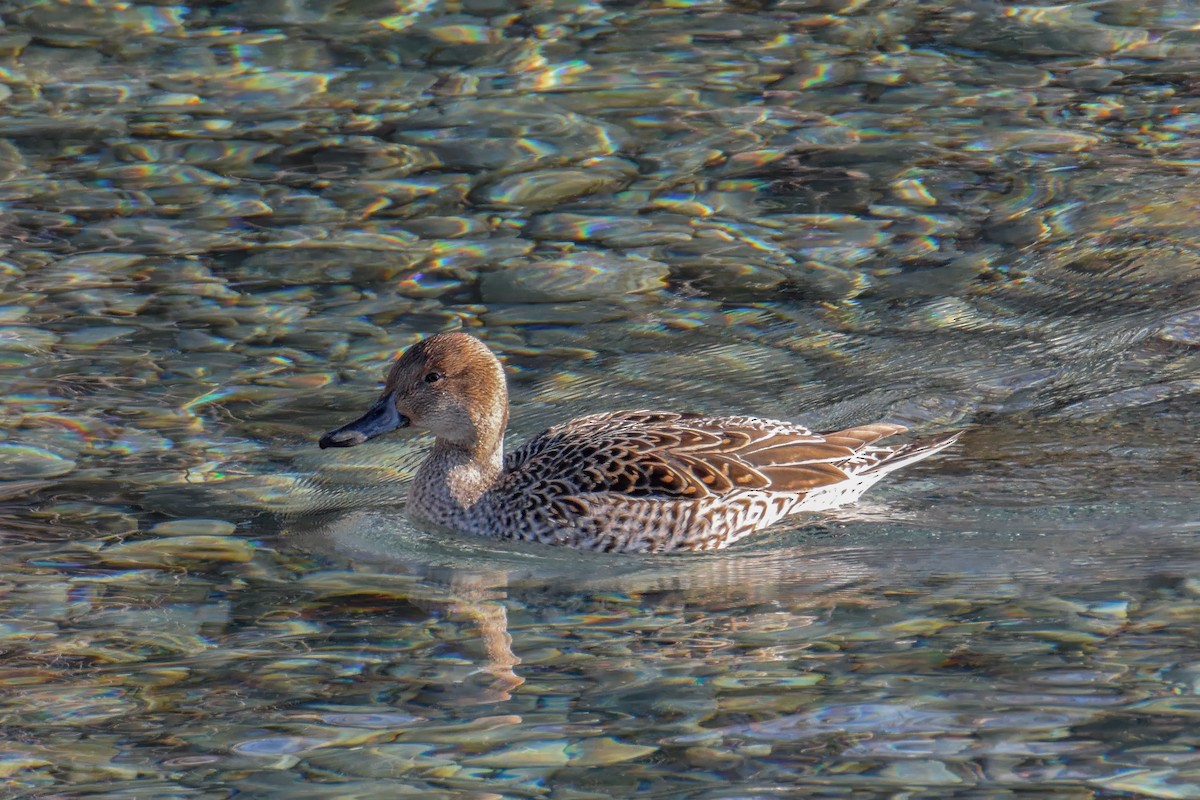 Northern Pintail - ML642063645