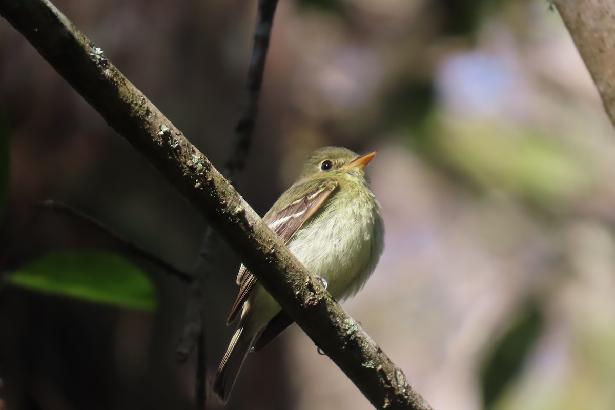 Yellow-bellied Flycatcher - ML642063647