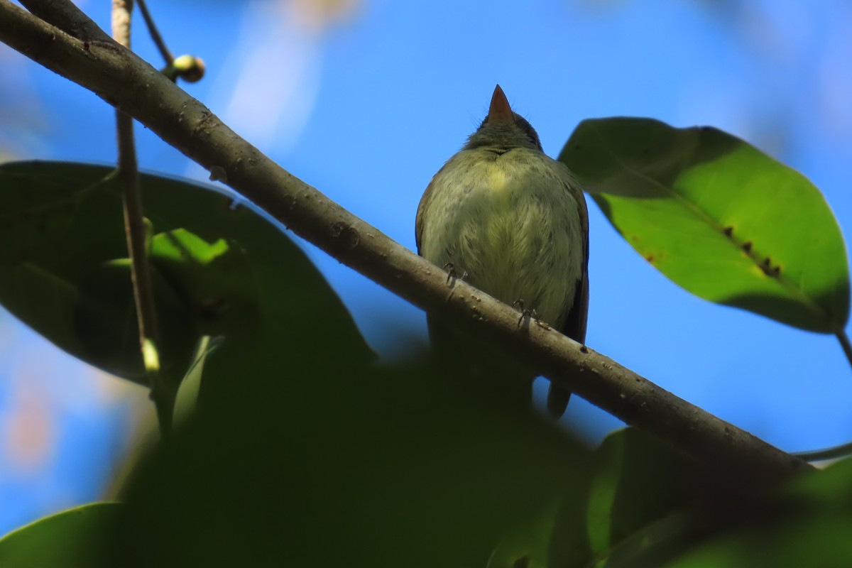 Yellow-bellied Flycatcher - ML642063648