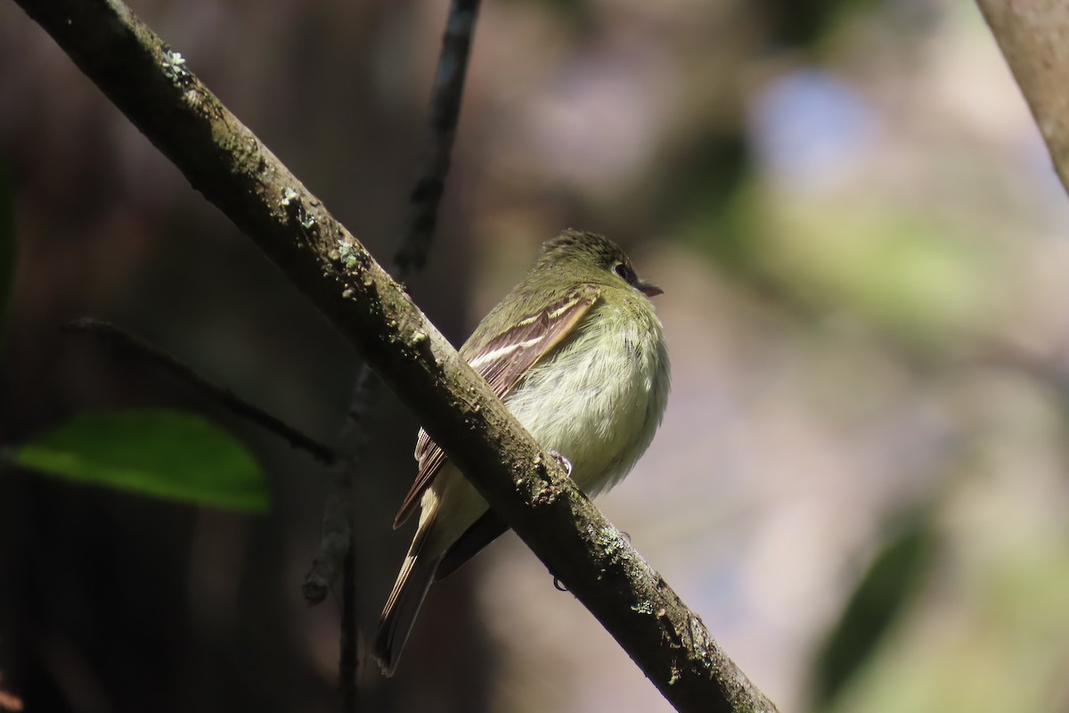 Yellow-bellied Flycatcher - ML642063649