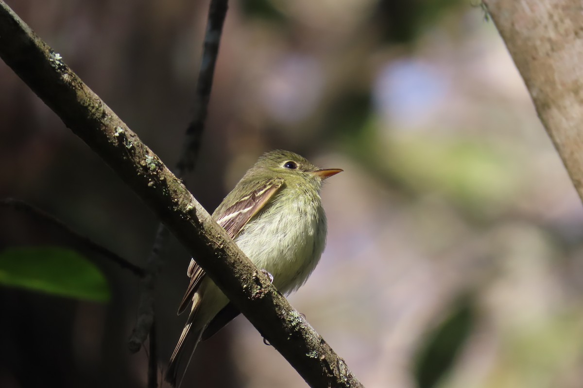 Yellow-bellied Flycatcher - ML642063650
