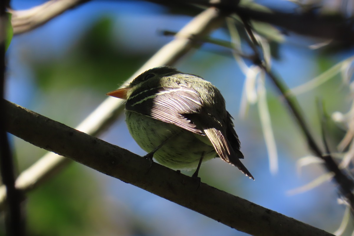 Yellow-bellied Flycatcher - ML642063651