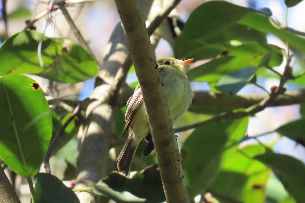 Yellow-bellied Flycatcher - ML642063653