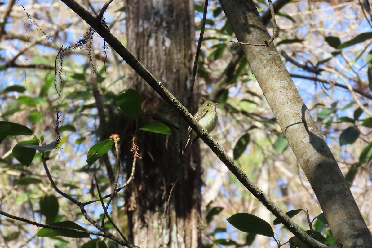 Yellow-bellied Flycatcher - ML642063654