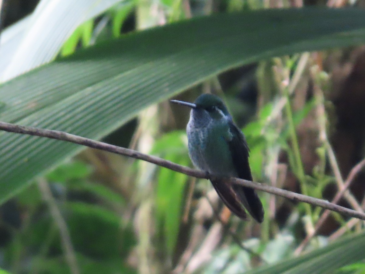 Colibri de Sybil - ML642063664