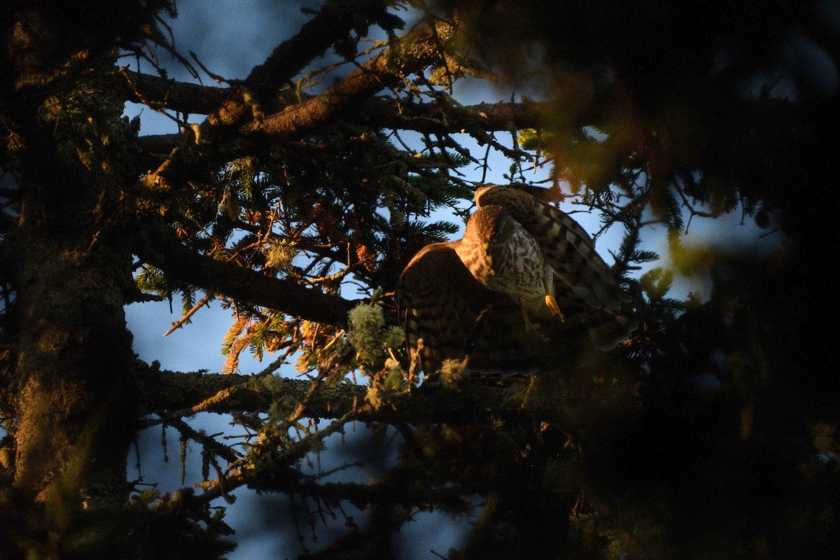 Sharp-shinned Hawk - ML642063666