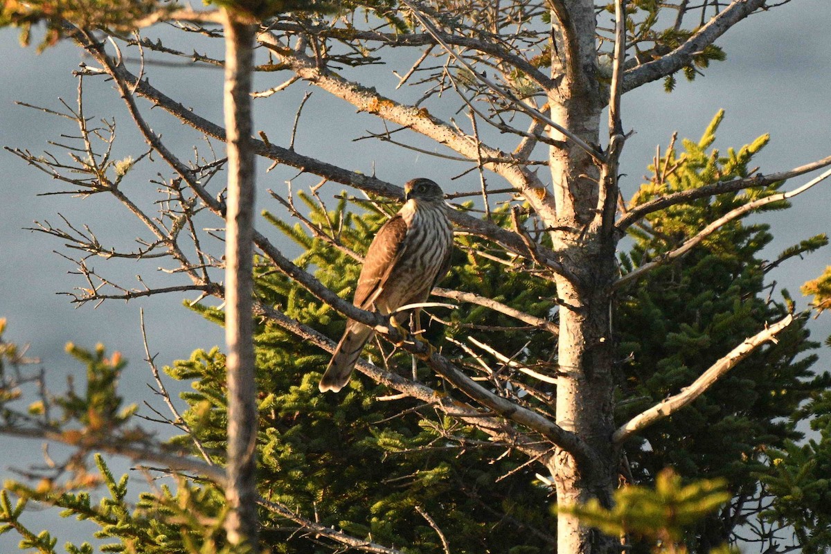 Sharp-shinned Hawk - ML642063667