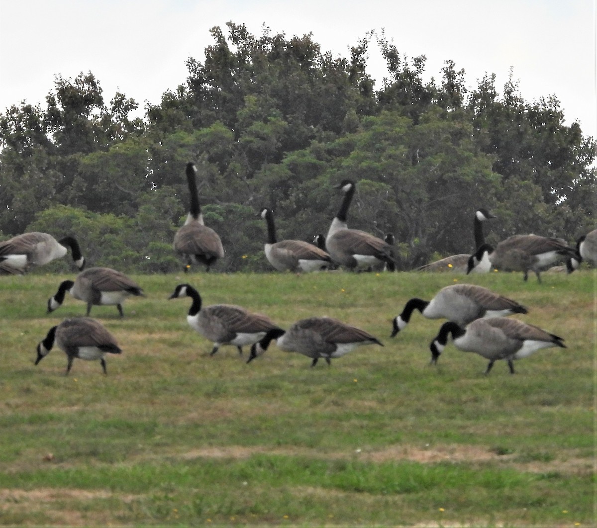 Canada Goose - ML642063671