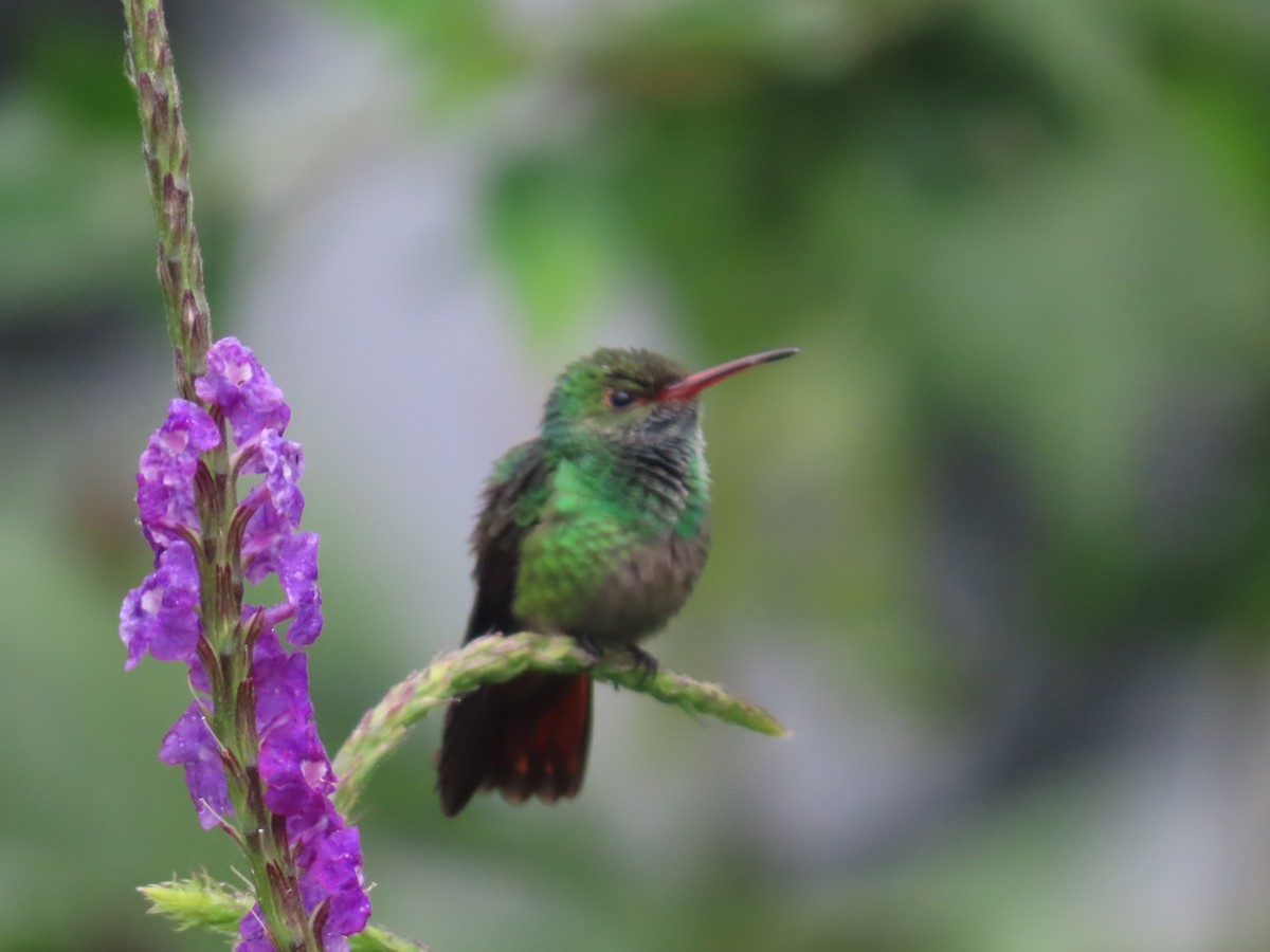 Rufous-tailed Hummingbird - ML642063683