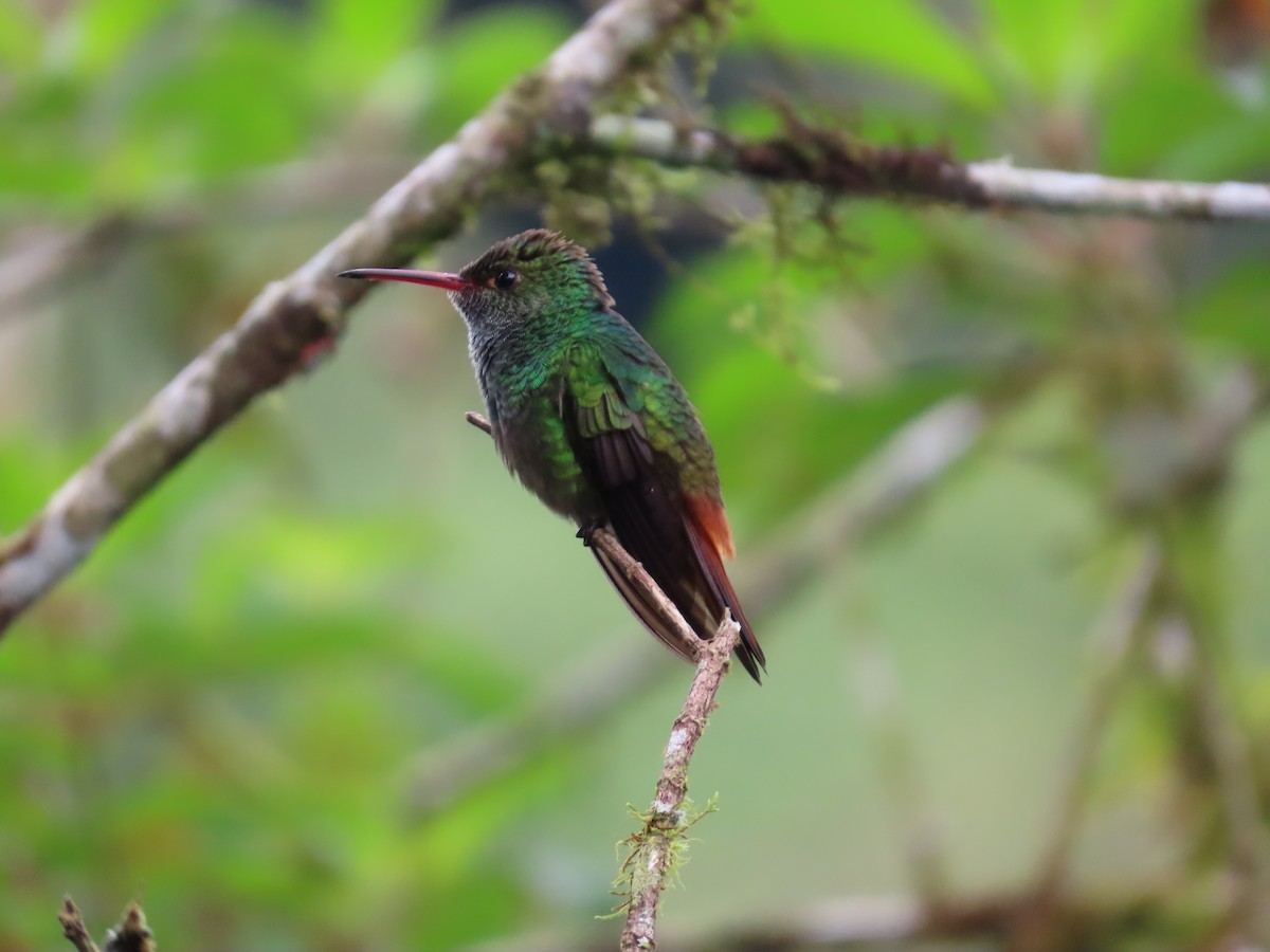 Rufous-tailed Hummingbird - ML642063684