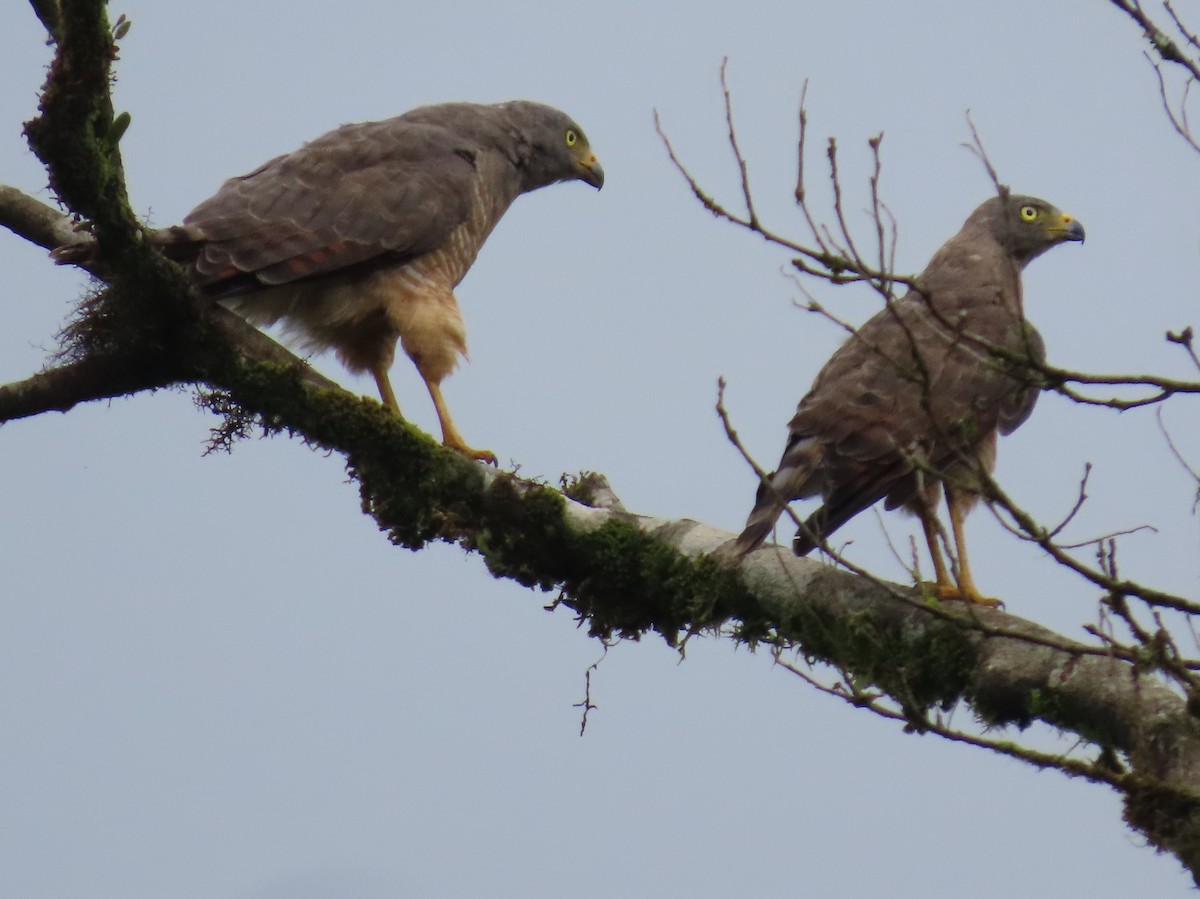 Roadside Hawk - ML642063686