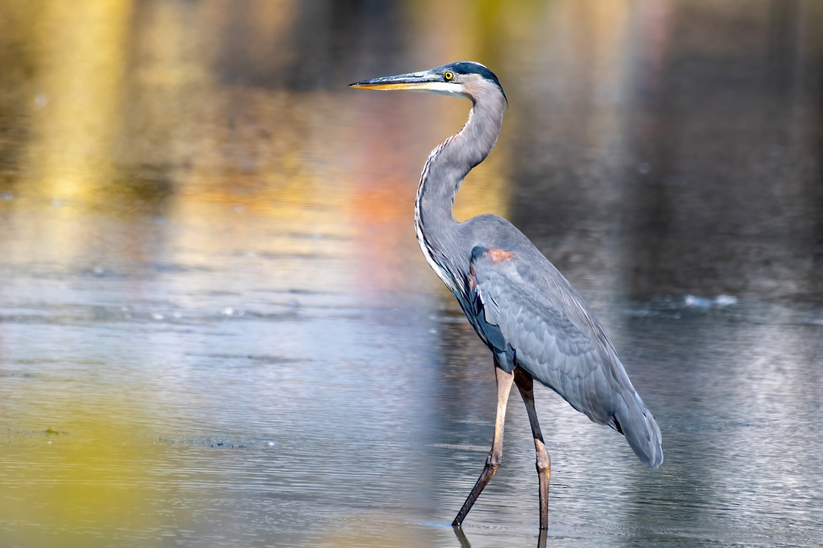 Great Blue Heron - ML642063687