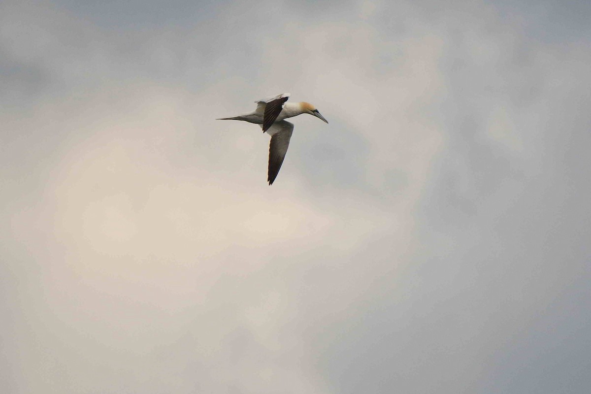 Northern Gannet - ML642063691