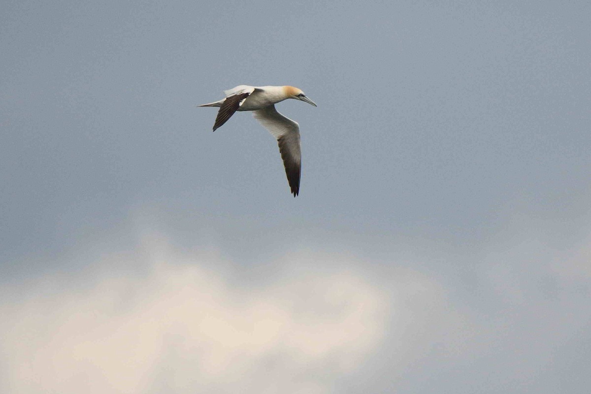 Northern Gannet - ML642063692