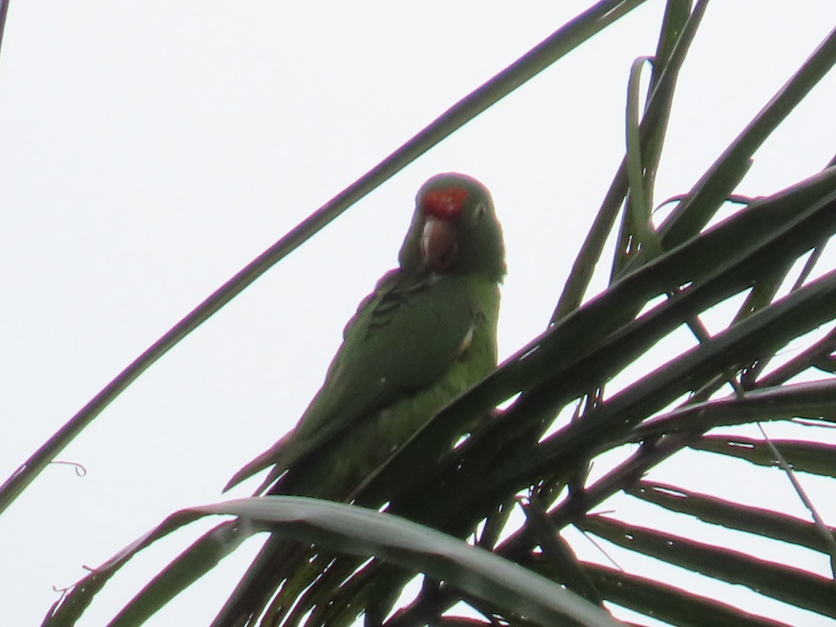 Crimson-fronted Parakeet - ML642063694