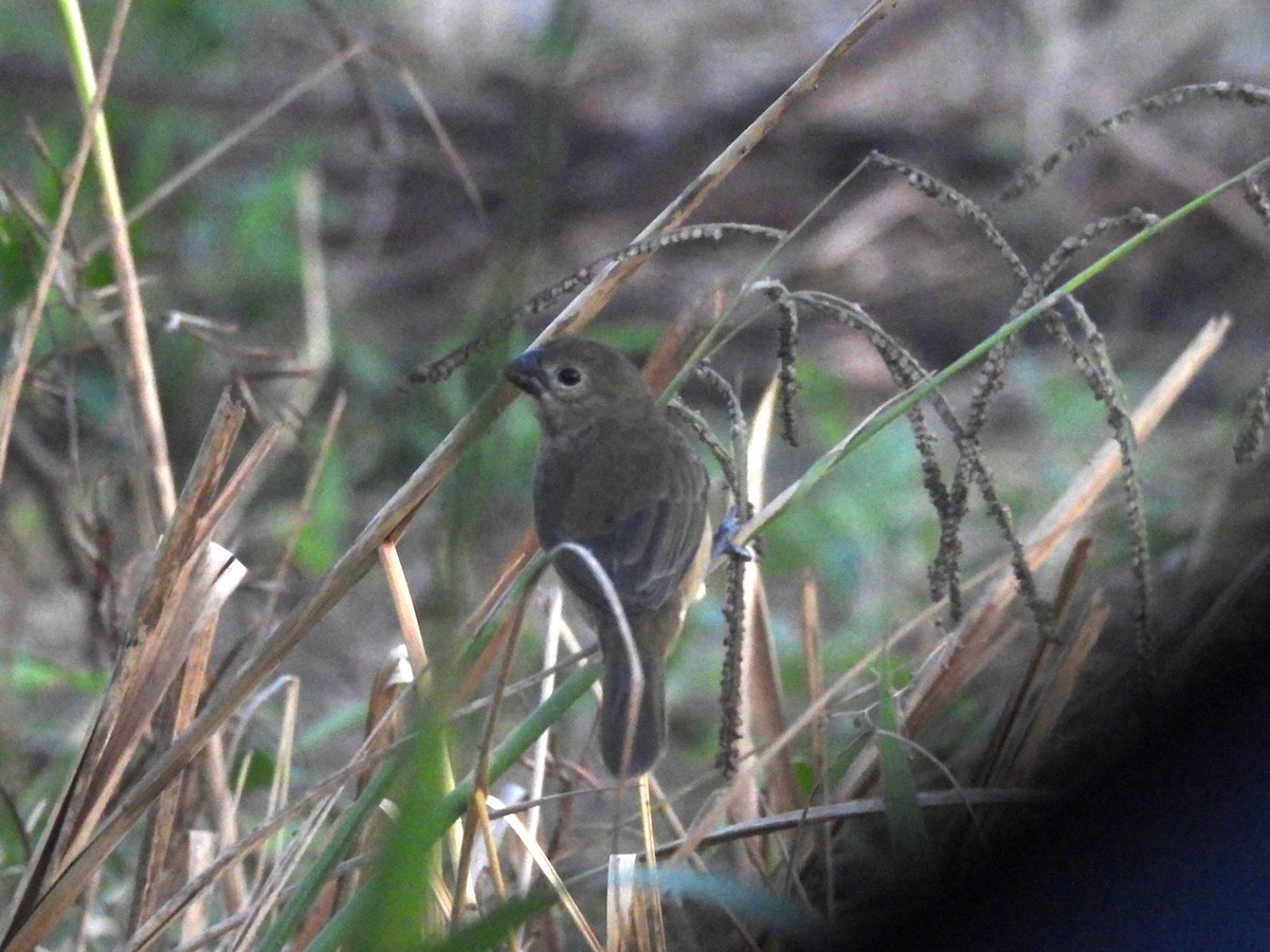Wing-barred Seedeater - ML642063697