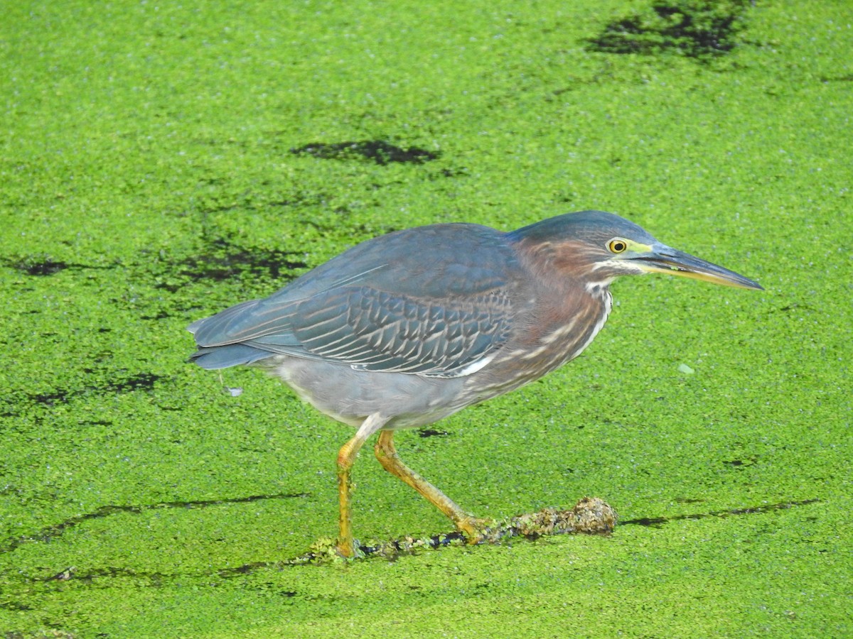 Green Heron - ML642063703
