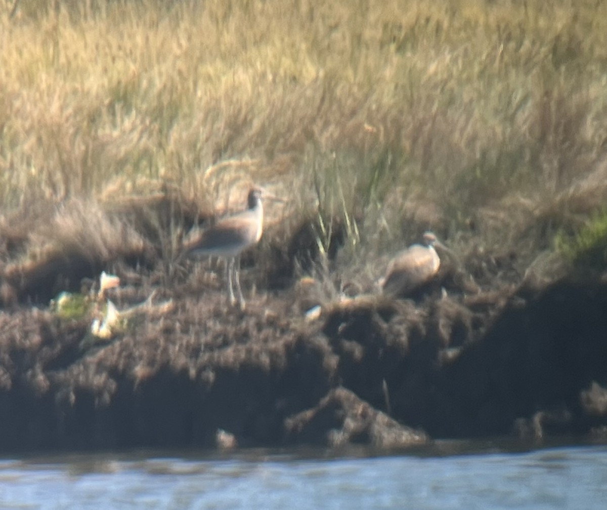Willet (Western) - ML642063704