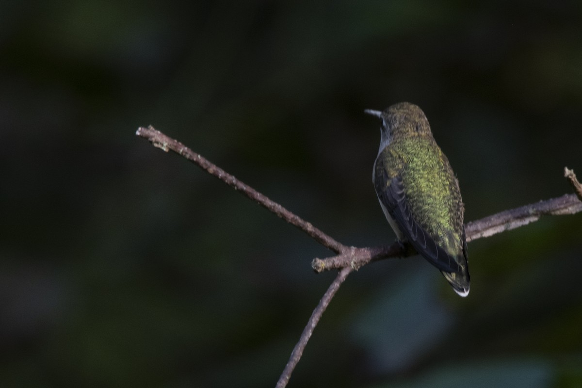 Ruby-throated Hummingbird - ML642063706