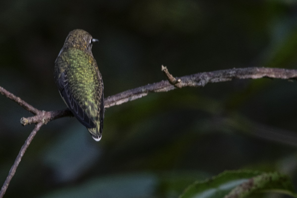 Ruby-throated Hummingbird - ML642063707