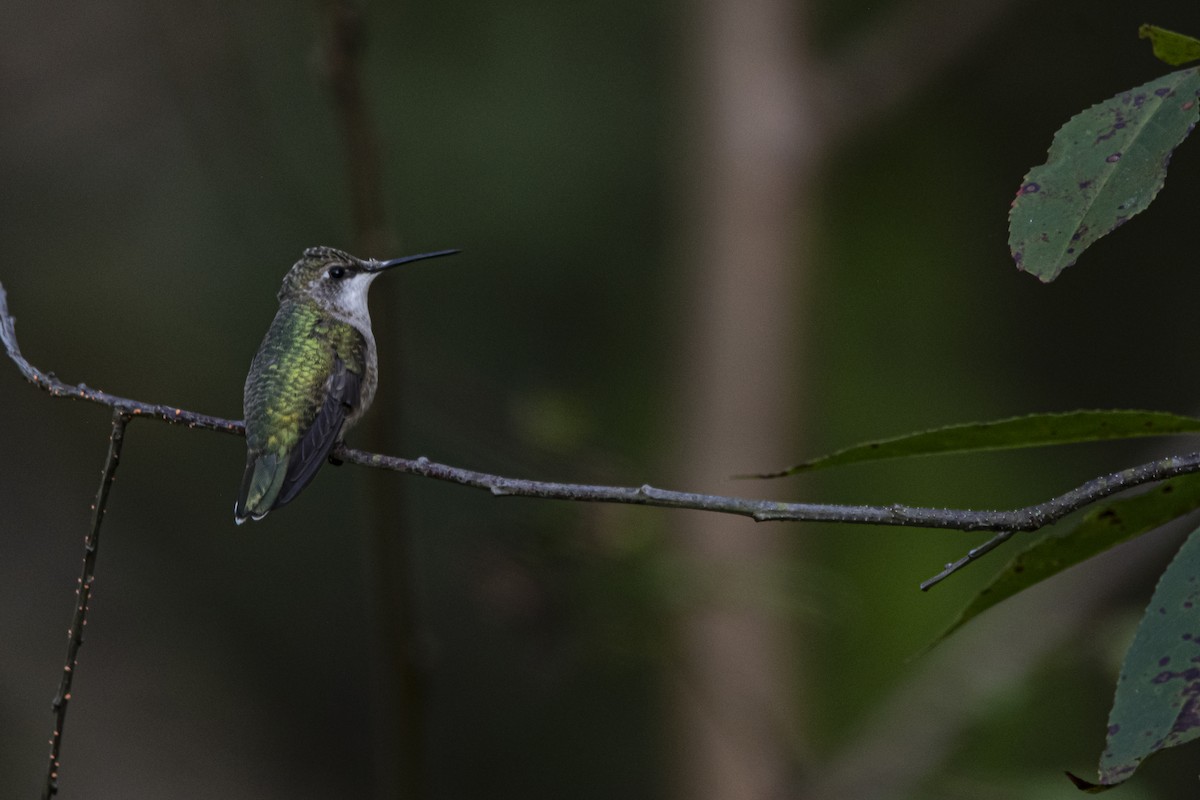 Ruby-throated Hummingbird - ML642063708