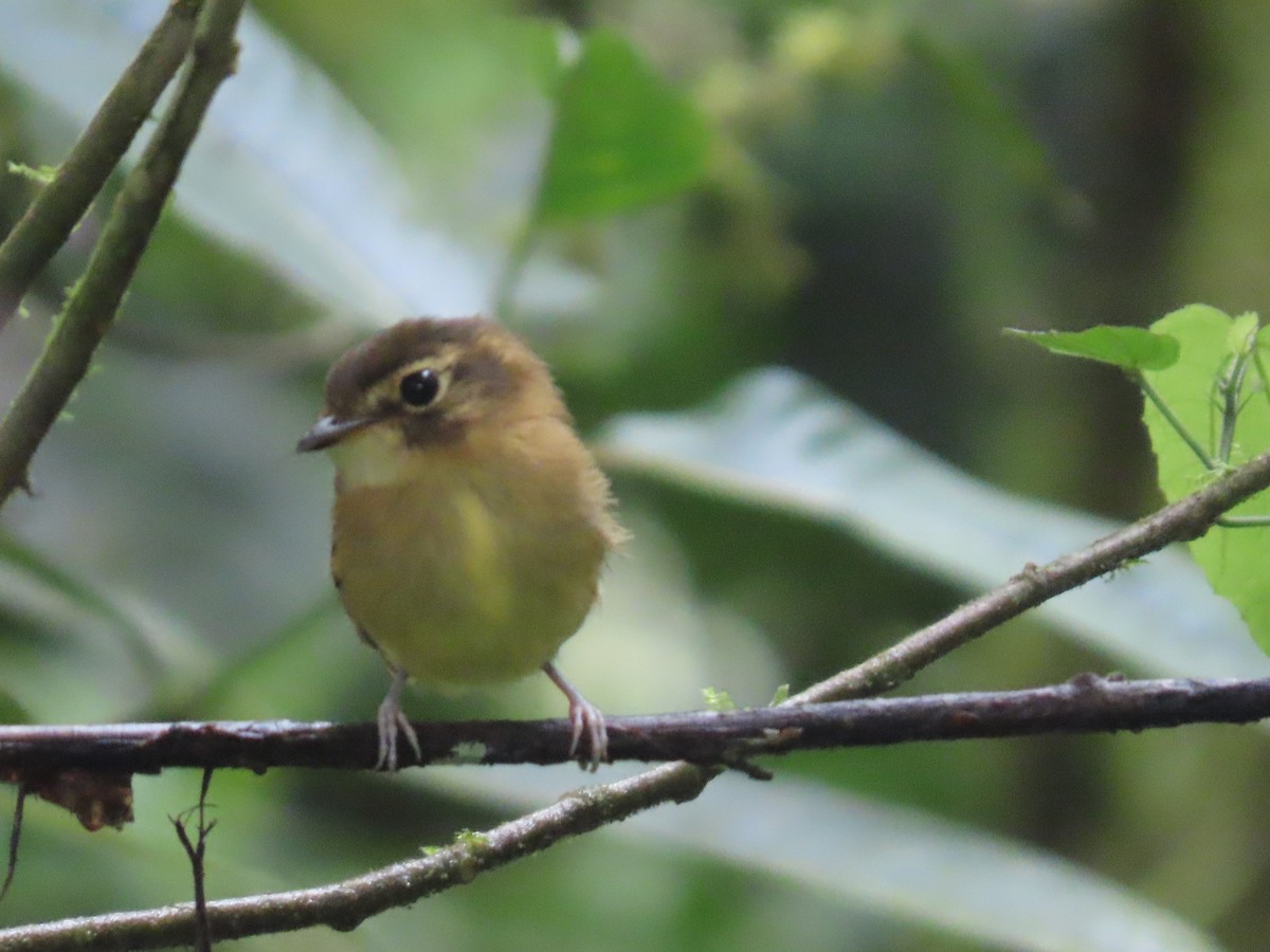 Stub-tailed Spadebill - ML642063712