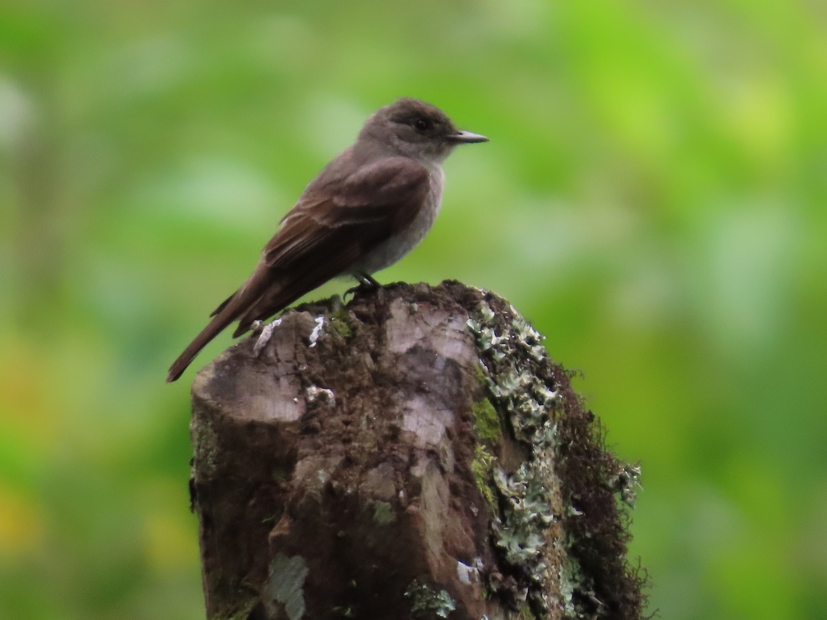 Western Wood-Pewee - ML642063714