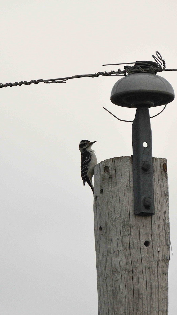 Hairy Woodpecker - ML642063715
