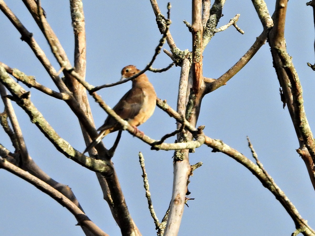 Mourning Dove - ML642063718