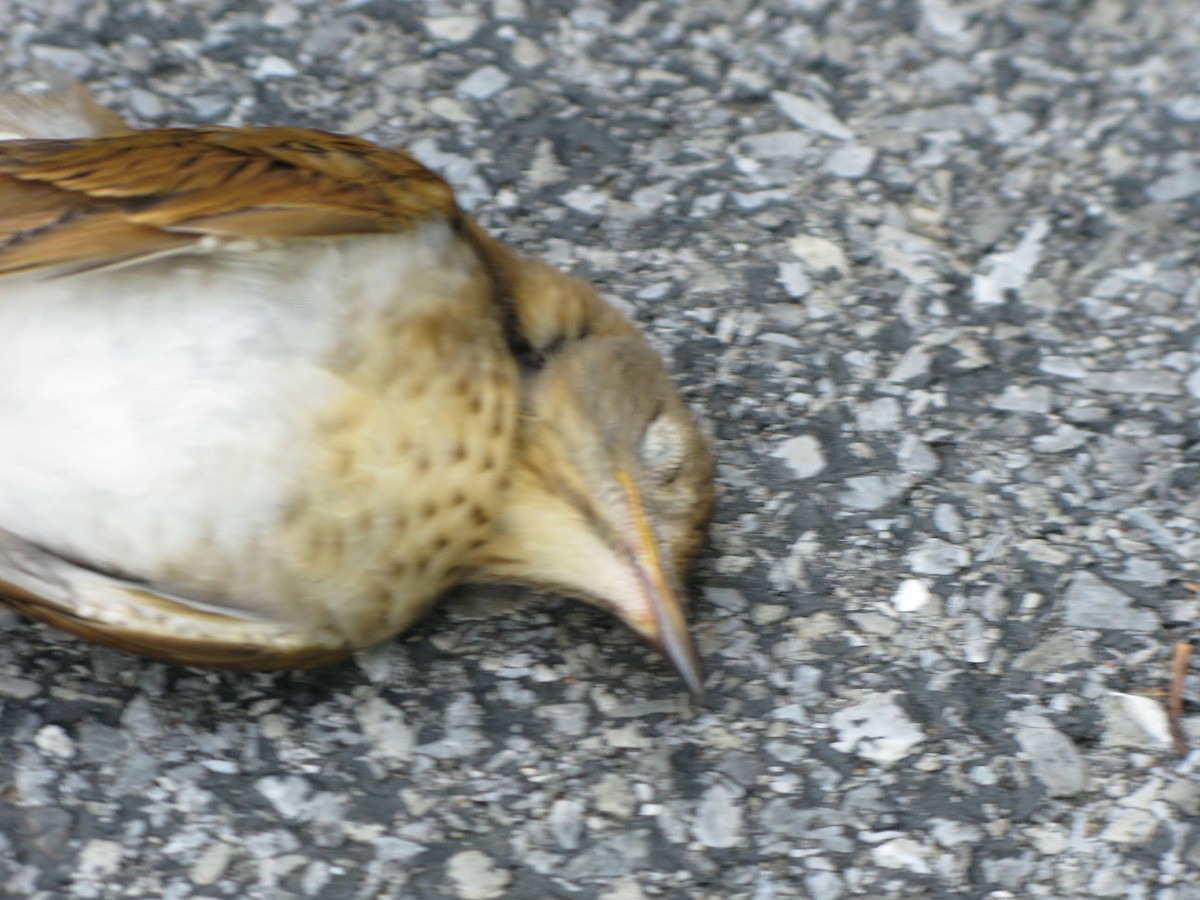 Veery - ML642063719