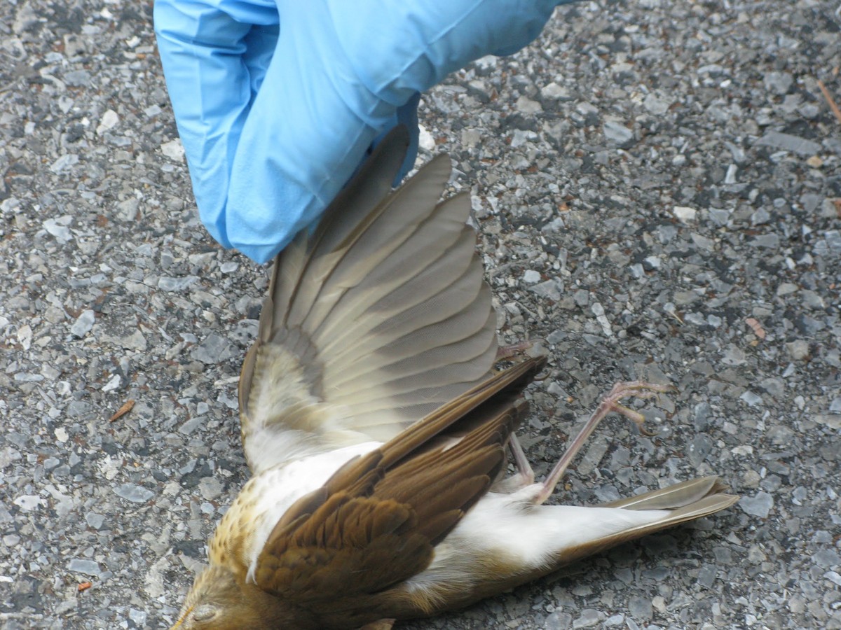 Veery - ML642063720