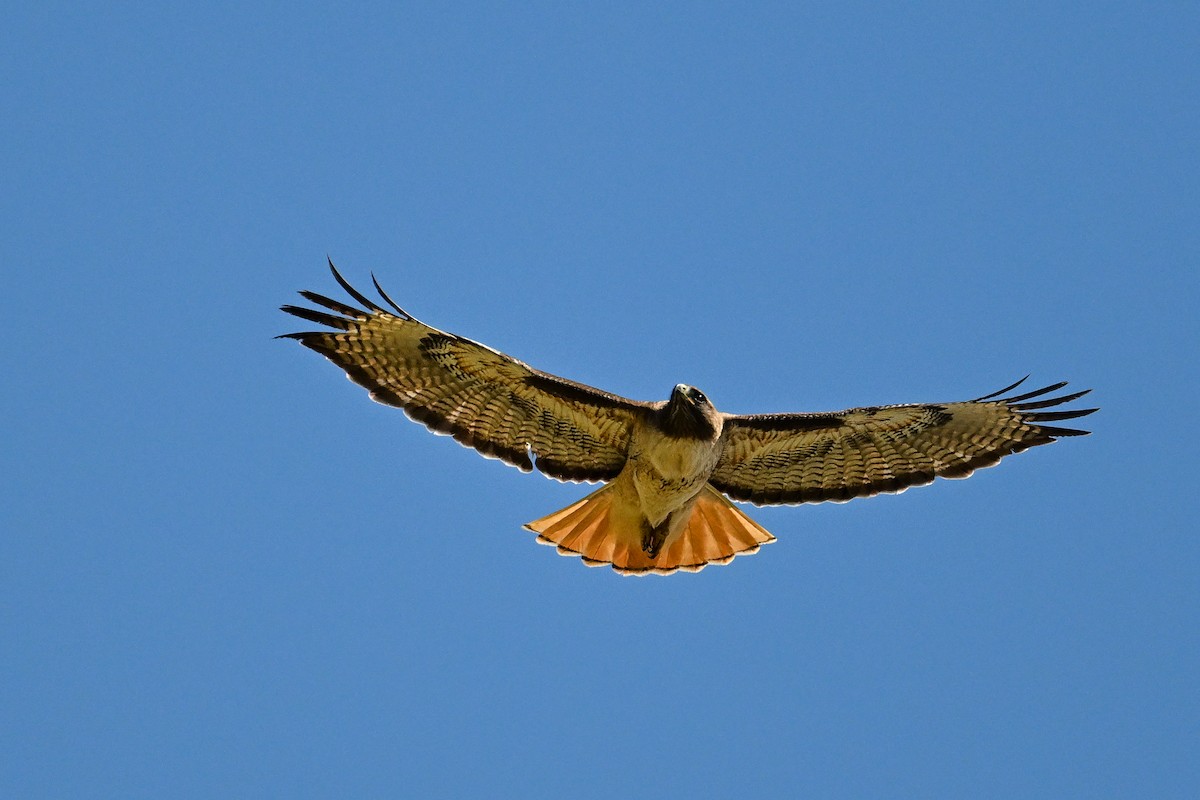 Red-tailed Hawk - ML642063726