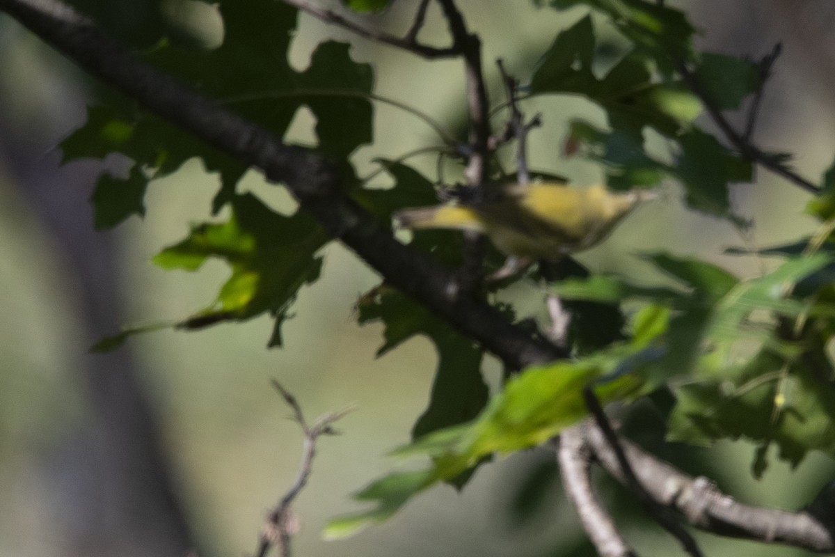 Tennessee Warbler - ML642063739