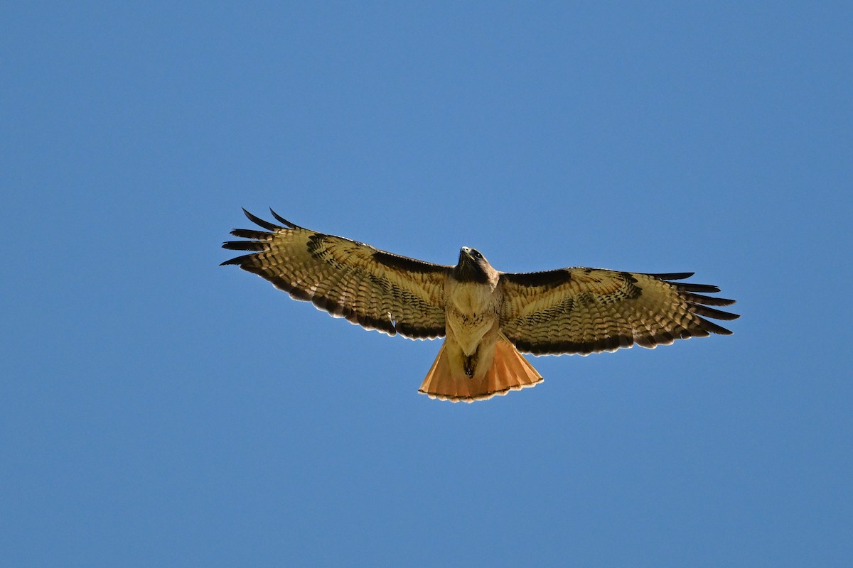 Red-tailed Hawk - ML642063741