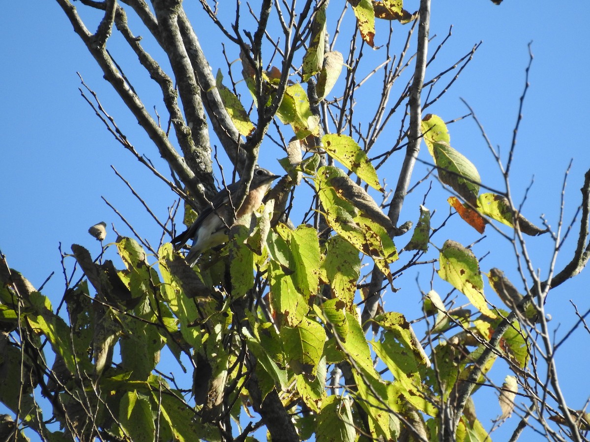 Eastern Bluebird - ML642063745