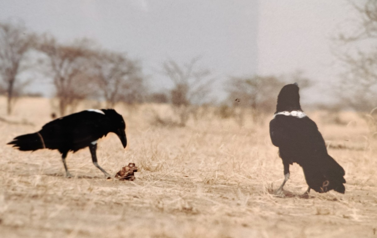 Pied Crow - ML642063746