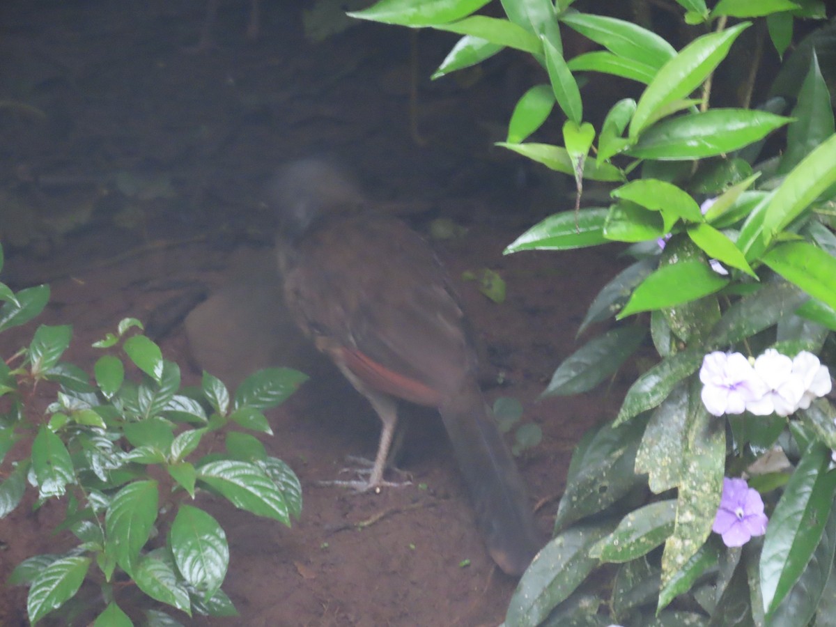 Gray-headed Chachalaca - ML642063747