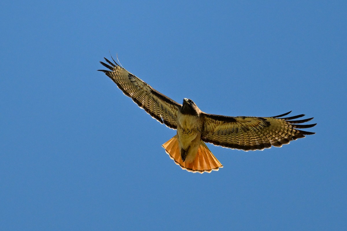 Red-tailed Hawk - ML642063749