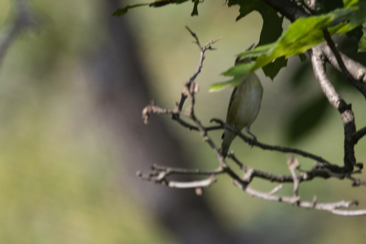 new world warbler sp. - ML642063752