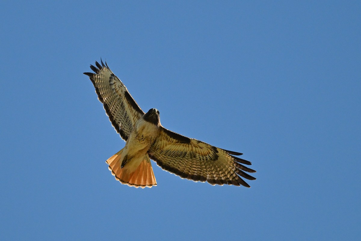 Red-tailed Hawk - ML642063754